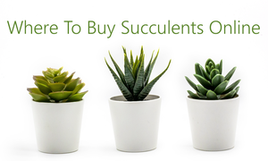 best places to buy succulents online