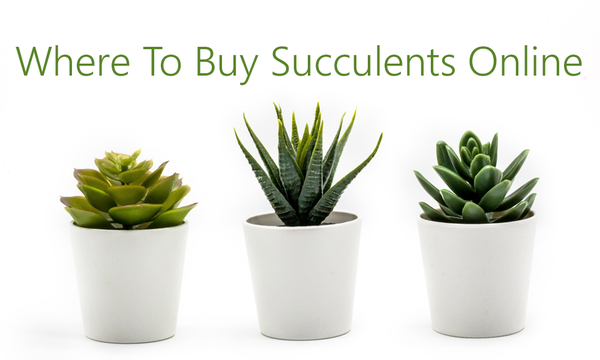 decorative ceramic plant pots Hand Planter main image 1