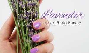 lavender stock photos