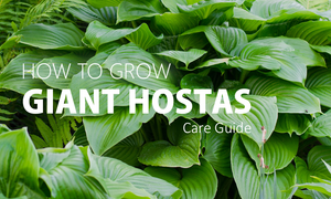 how to grow large hostas