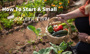 start a backyard farm