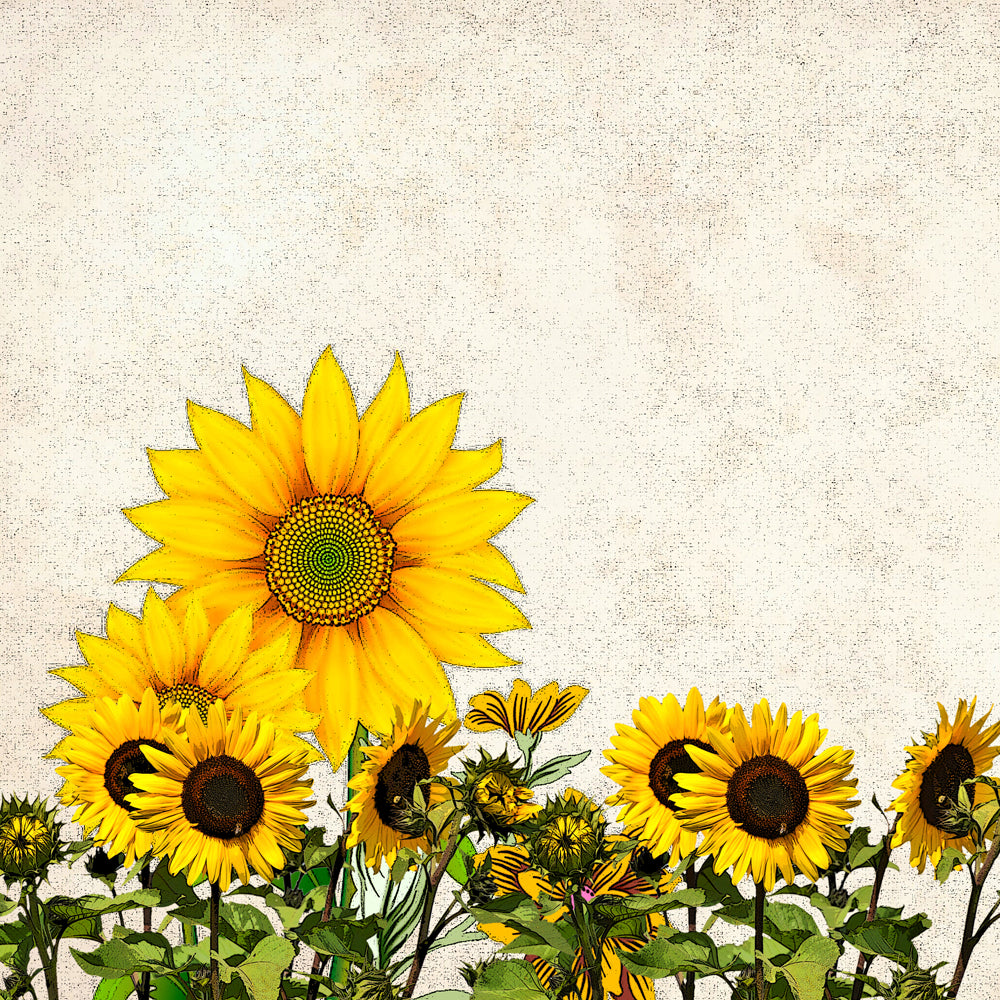 Sunflower Paper To Print | FREE - DIY Craft Club Sunflower Paper To Print | FREE - DIY Craft Club