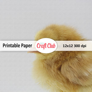 baby chick digital paper