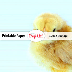 lined baby chick scrapbook paper to print