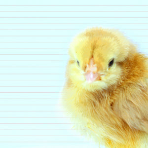 yellow baby chick printable paper