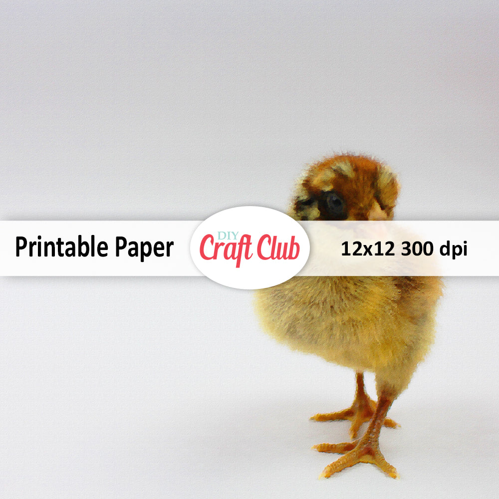 baby chick collage sheet to print