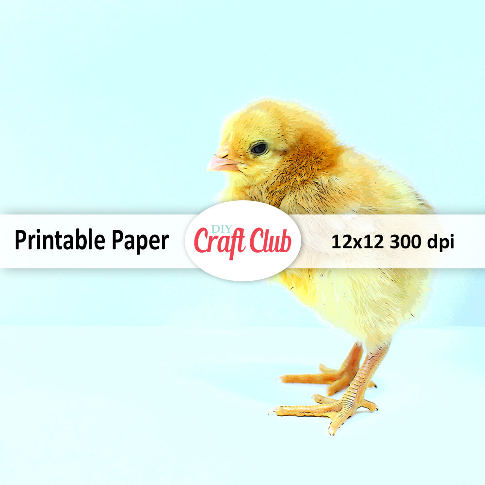 baby chick on blue background