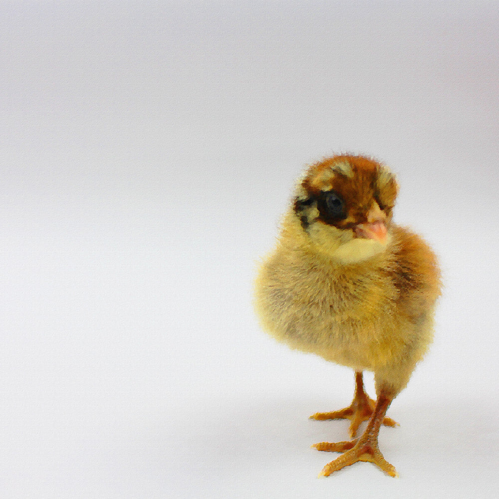 baby chick collage sheets