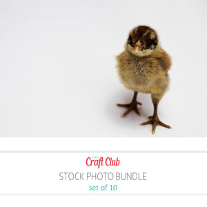 baby chick stock photos set of 10