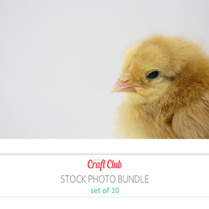 baby chick stock photos