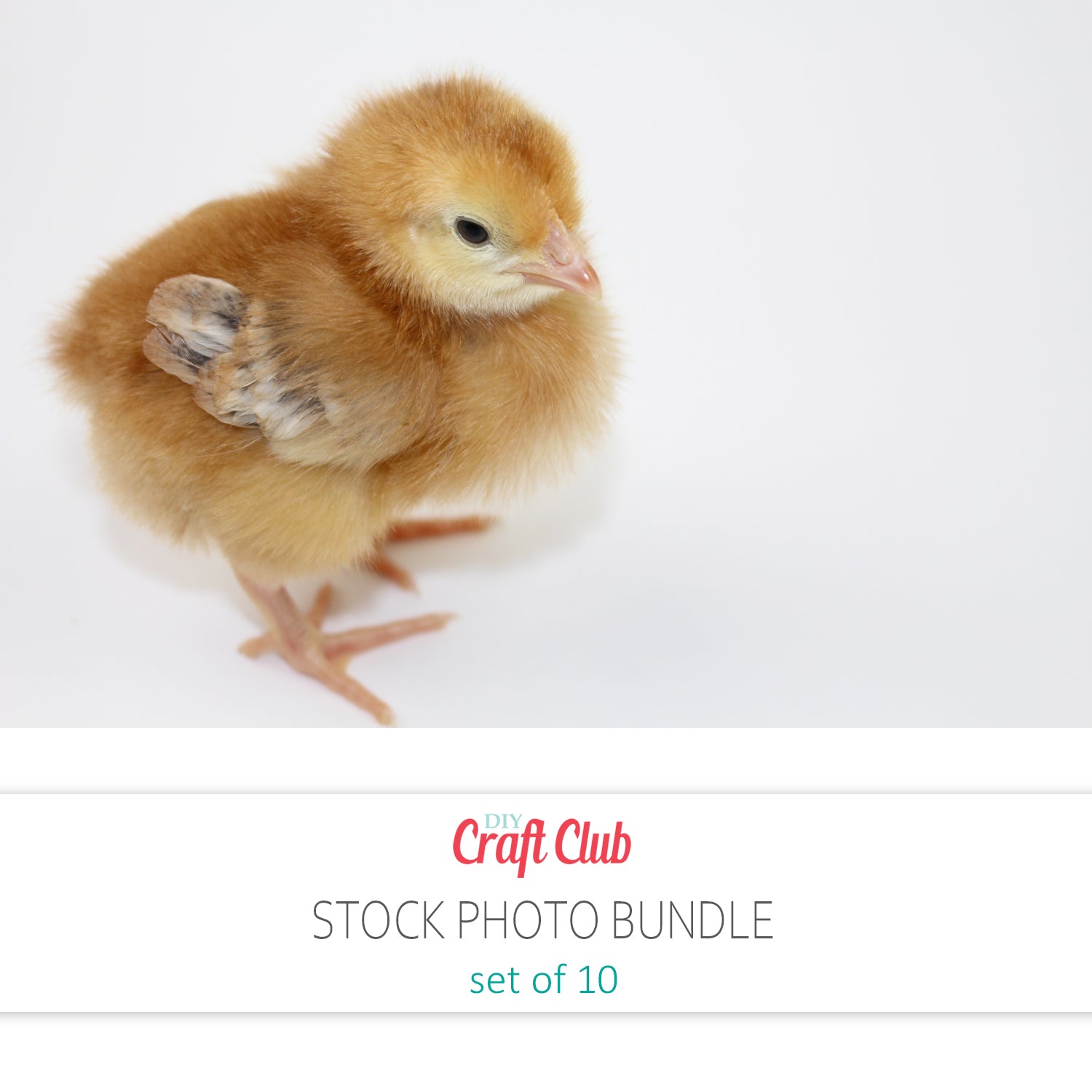 baby chick stock photos