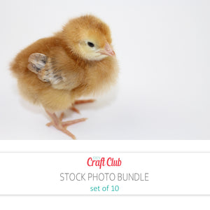 baby chick stock photos