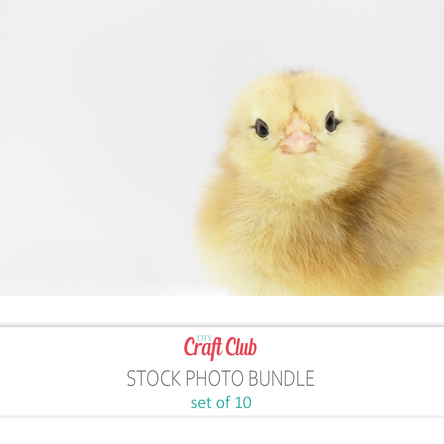 baby chick stock photos set of 10 pictures