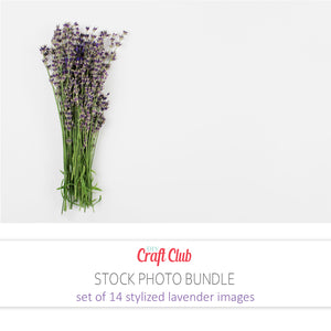 best lavender stock photos