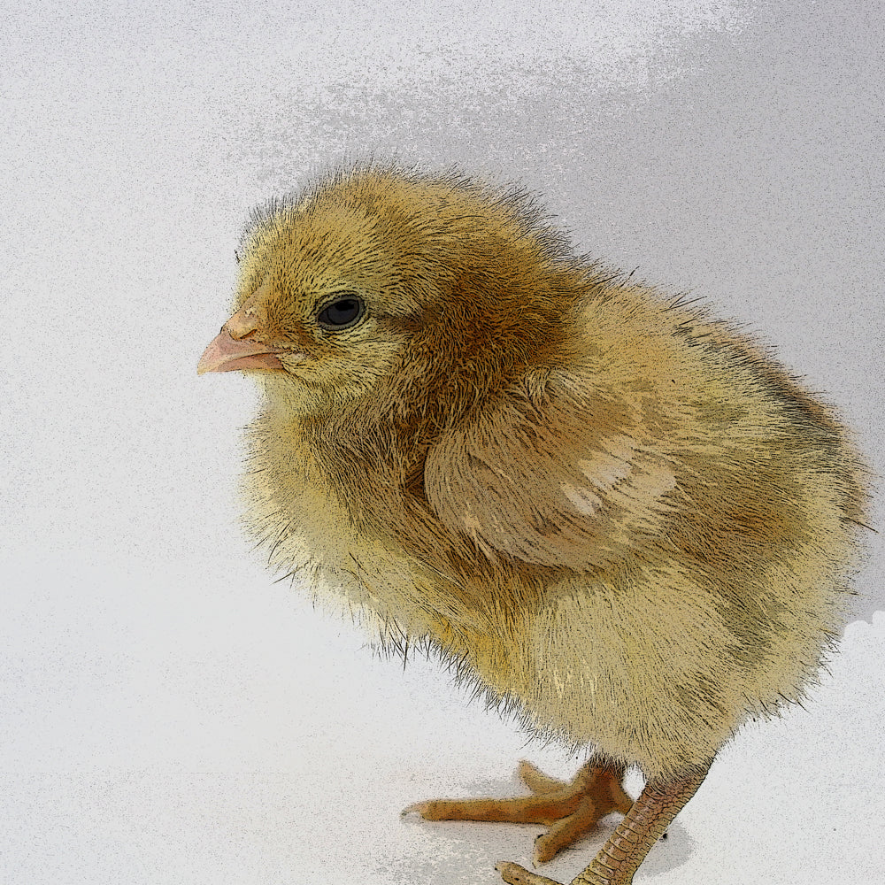 baby chick scrapbooking paper