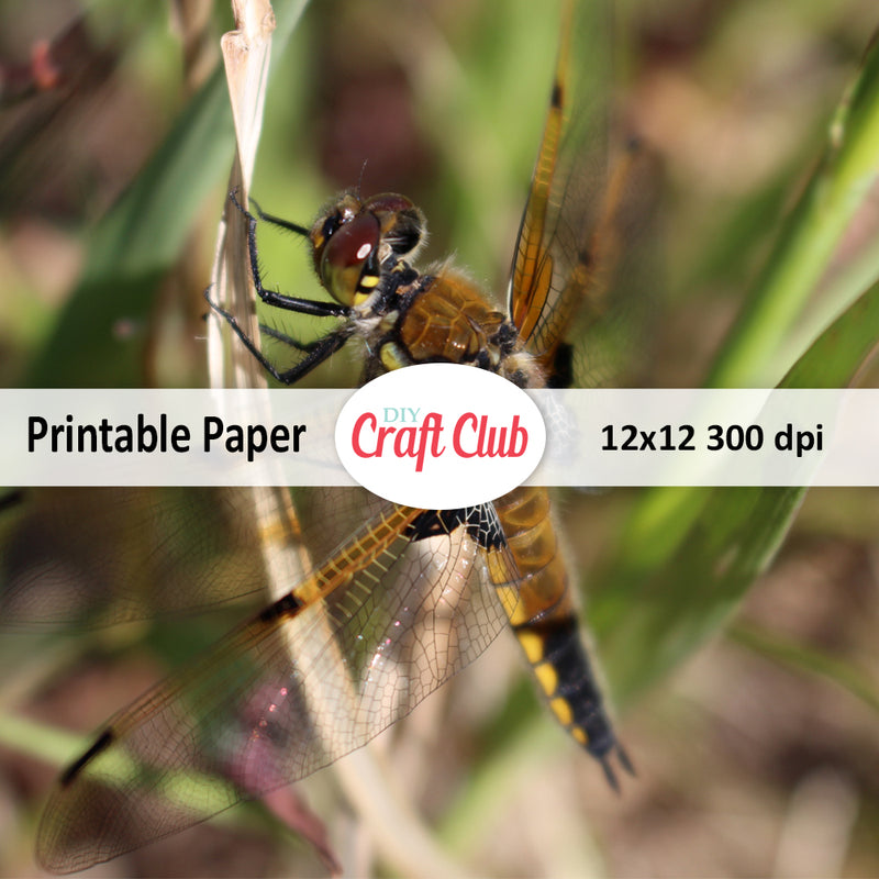 Dragonfly Digital Papers | Printable Scrapbooking Paper - DIY Craft Club