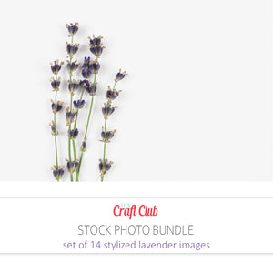 images of lavender flowers