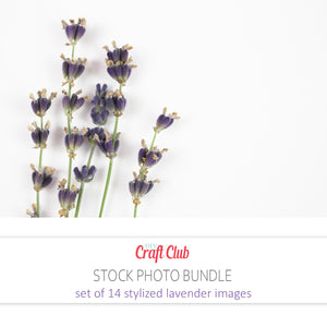 lavender flower pictures hd stock photos