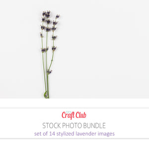lavender stock photos