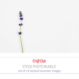 lavender stock photos for bloggers