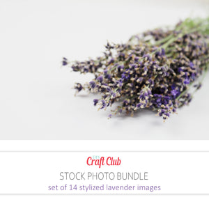 lavender stock photos royalty free