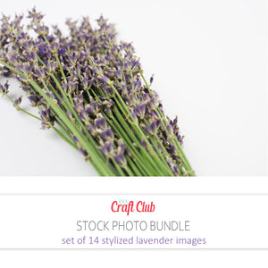 lavender stock pictures