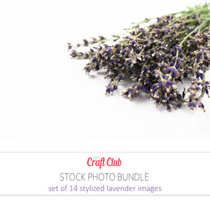 pictures of lavender for website use