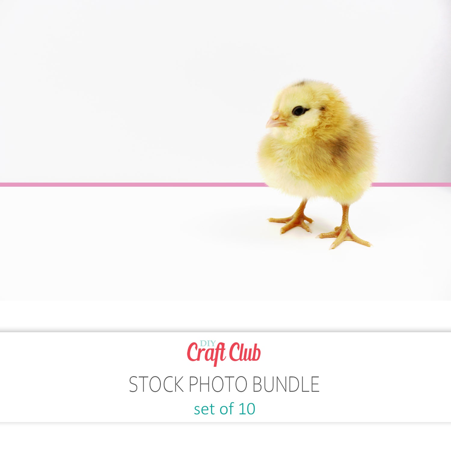 baby chick stock photos set of 10 pictures