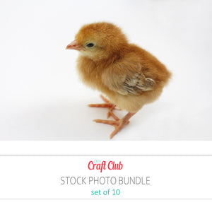 baby chick stock photos set of 10 pictures