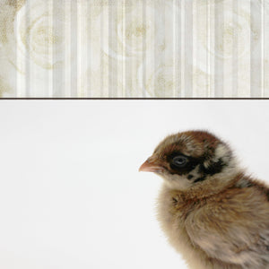 baby chick downloadable art